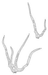 Hylocomium splendens, paraphyllia. Drawn from B.H. Macmillan 92/62, CHR 482420.
 Image: R.C. Wagstaff © Landcare Research 2014 